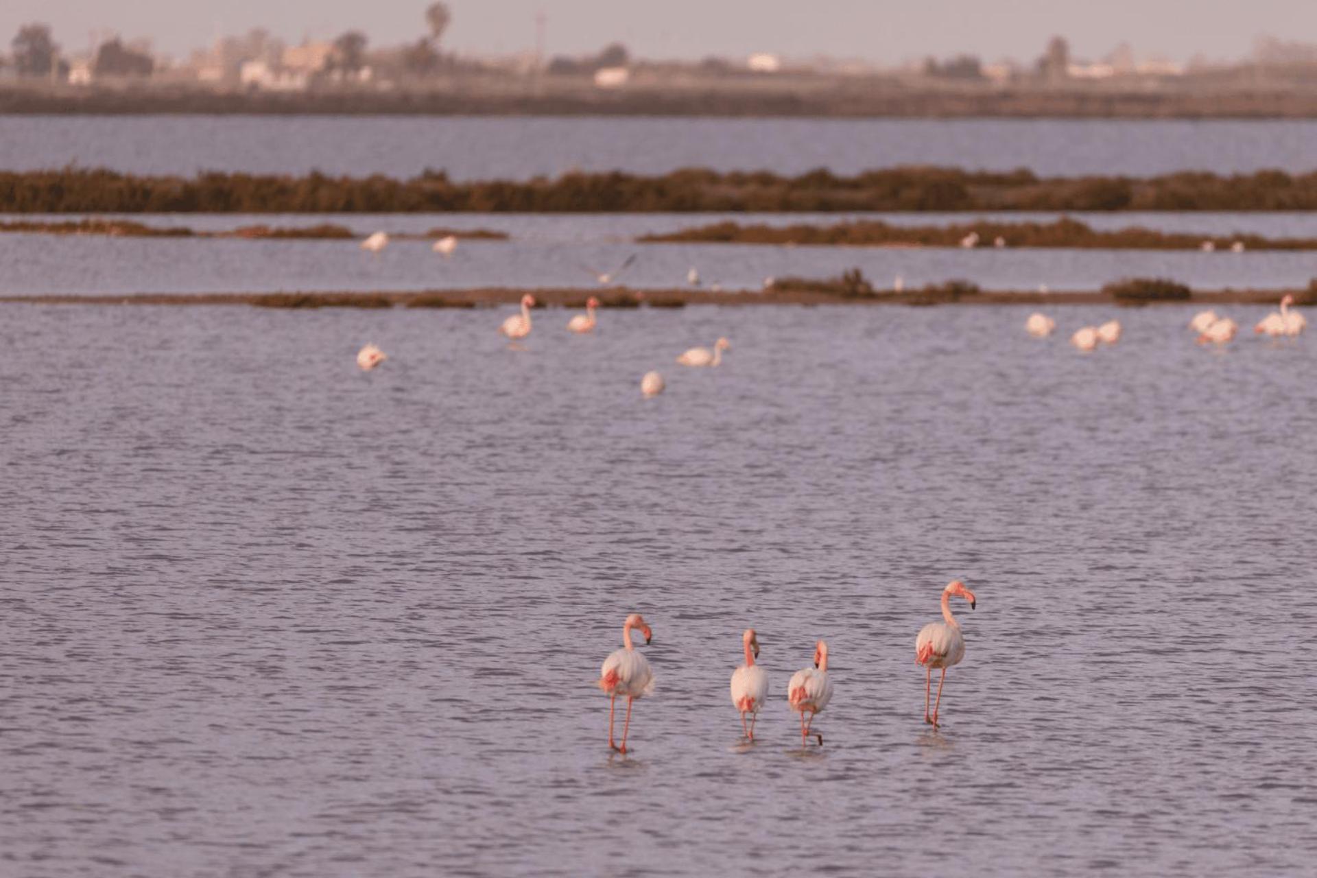 Hotel Kampaoh Delta Del Ebro Poblenou del Delta Zewnętrze zdjęcie